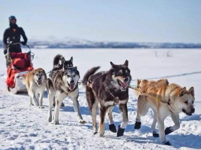 飼喂邁多芬（P-Fenol）對雪橇犬抗氧化應(yīng)激的影響