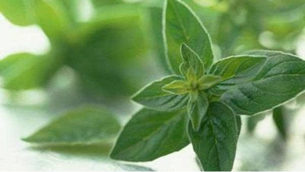 抗生素替代品植物精油成為研究熱點