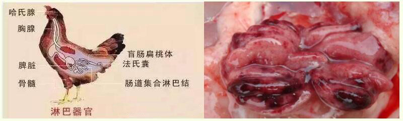 霉菌毒素對家禽有哪些危害
