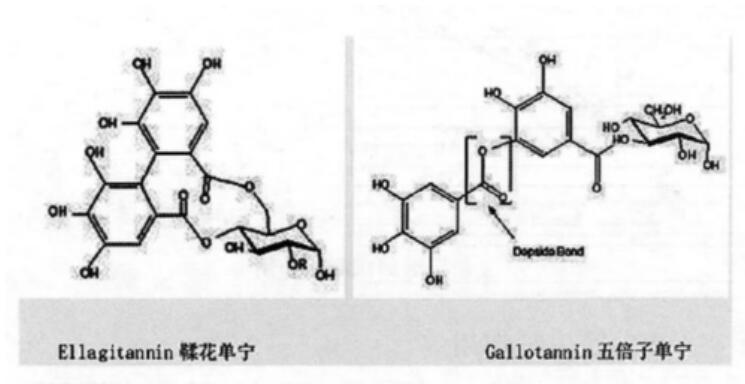 水解單寧酸對動物營養(yǎng)與健康的積極作用1