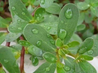 植物提取物的抗氧化特性及其在動(dòng)物無抗飼料中的應(yīng)用研究進(jìn)展